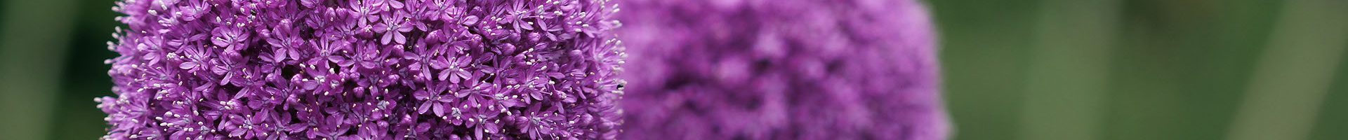 Couple of the allium purple flowers growing in the garden