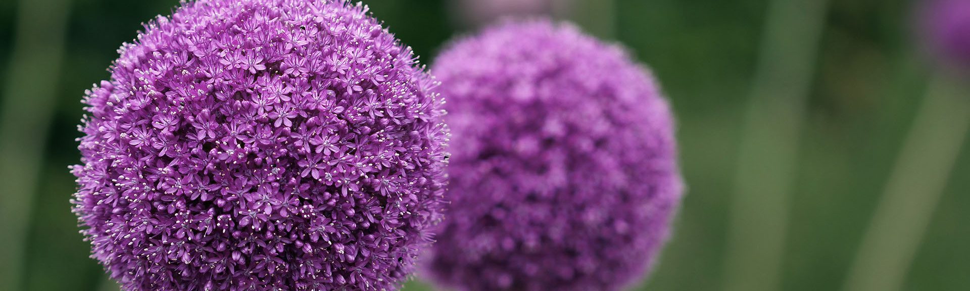 Couple of the allium purple flowers growing in the garden